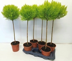 Cupressus Goldcrest Shapes 17Ø 80cm