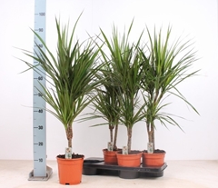 Dracaena 17Ø 110cm