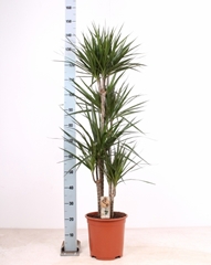 Dracaena 27Ø 155cm