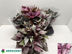 Begonia Leaf Beleaf Mix 17Ø 33cm