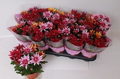 Chrysanth Mix 12Ø 26cm