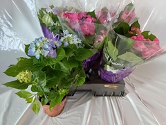 Hydrangea Mix 14Ø 40cm 4bl