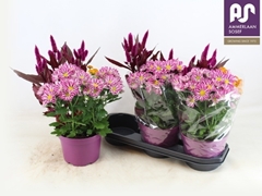 Bedding Plants Mix 19Ø 45cm