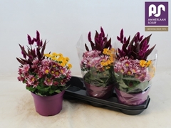 Bedding Plants Mix 19Ø 45cm