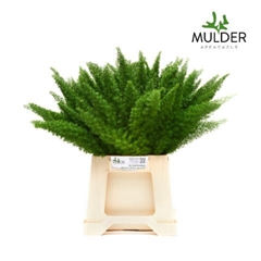 Asparagus Densiflorus Myers 50cm