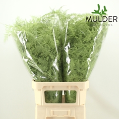 Asparagus Setaceus Painted Mint 85cm