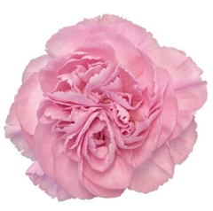Dianthus Single Clearwater 70cm