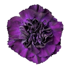 Dianthus Single Florigene Moonvista 70cm