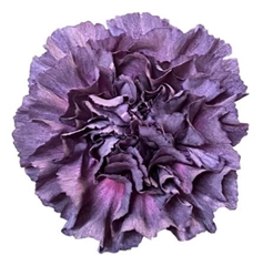 Dianthus Single Extasis 65cm