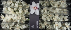 Cymbidium Antonella 80cm