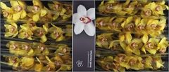 Cymbidium Esther 80cm