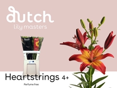 Lily Asiatic Heartstrings 90cm 4+