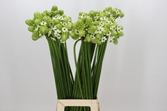 Ornithogalum Saundersiae 85cm