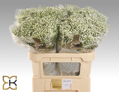Gypsophila Paniculata Zinzi Discovery 70cm 20gr.