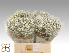 Gypsophila Paniculata Xlence 60cm 15gr.