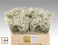 Gypsophila Paniculata Xlence 50cm 5gr.