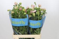 Ranunculus Butterfly Isis 70cm 30gr.