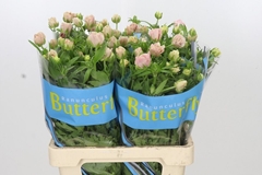 Ranunculus Butterfly Isis 70cm 35gr.