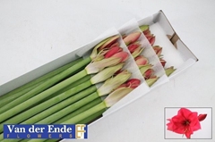 Hippeastrum Isabella 75cm