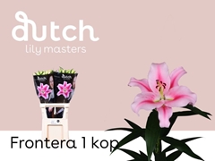 Lily Oriental Frontera 80cm 1+