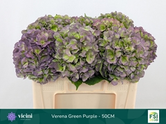 Hydrangea Verena Blue Classic 50cm 16-18cm Hd
