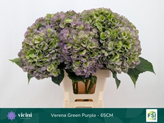 Hydrangea Verena Blue Classic 65cm 19-21cm Hd