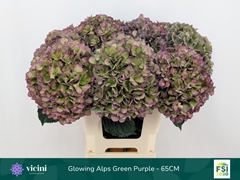 Hydrangea Glowing Alps Purple Classic 65cm 19-21cm Hd