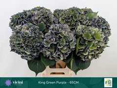 Hydrangea Royal King Classic 65cm 19-21cm Hd