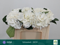 Hydrangea Schneeball 50cm 14-16cm Hd