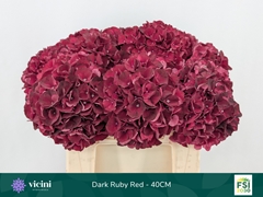 Hydrangea Dark Ruby 40cm 13-15cm Hd