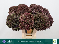Hydrangea Rubyred 65cm 19-21cm Hd