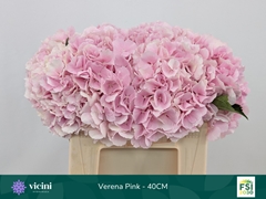 Hydrangea Verena 40cm 14-16cm Hd