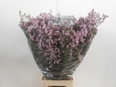 Limonium Florida Pink 80cm 60gr.