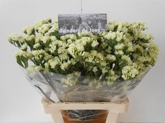 Limonium Sinuatum Starlight Wings 65cm 35gr.