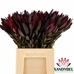 Leucadendron Safari Sunset 40cm