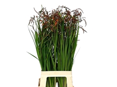 Crocosmia Lucifer 80cm