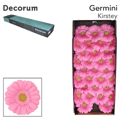 Gerbera Mini Green Center Kirstey 45cm 8cm Hd