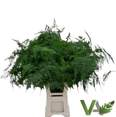 Asparagus Setaceus 85cm