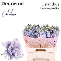 Eustoma Double Painted Heavenly Milka 70cm