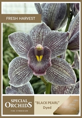 Cymbidium Painted Black Pearl 80cm