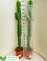 Euphorbia Candelabrum 24Ø 150cm