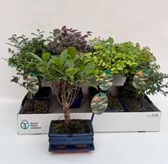 Bonsai Mix 15Ø 30cm