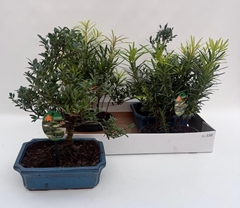 Bonsai Mix 25Ø 40cm