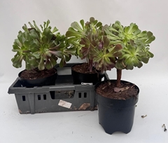 Aeonium Arboreum Atropurpureum 20Ø 40cm