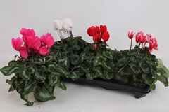 Cyclamen Super Serie Leopardo 13Ø 35cm