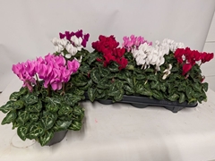 Cyclamen Persicum Macaron 10Ø 24cm