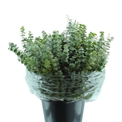 Eucalyptus Baby Blue Per Bunch 50cm 150gr.