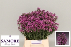 Limonium Sinuatum Rosa Sun Birds 45cm 10gr.