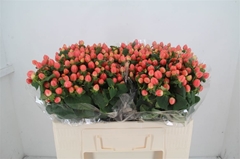 Hypericum Magical Royal Princess 45cm