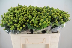 Hypericum Magical Green Power 50cm
